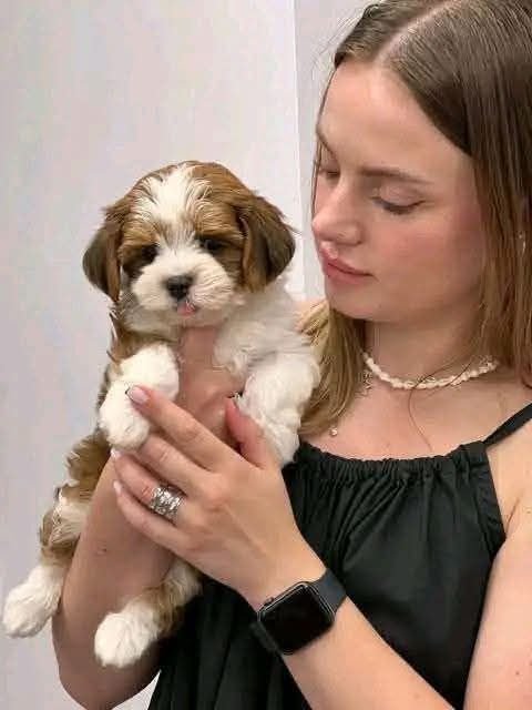 Angelina holding a brown-and-white Havanese puppy