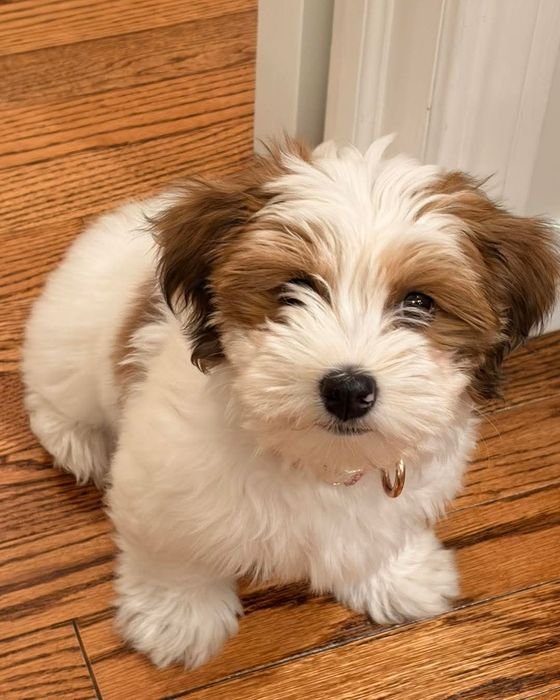 Benji, a white and brown Havanese puppy, lying on a wooden floor