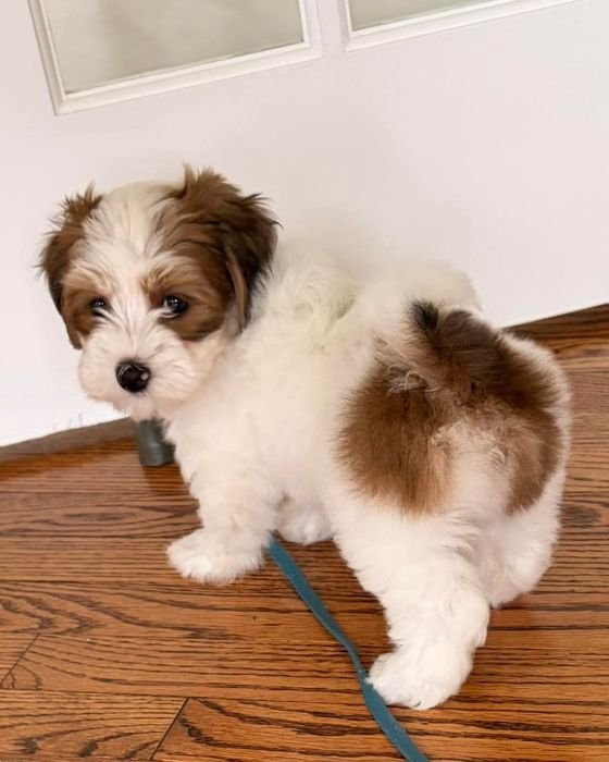 Benji on a leash looking back over his shoulder