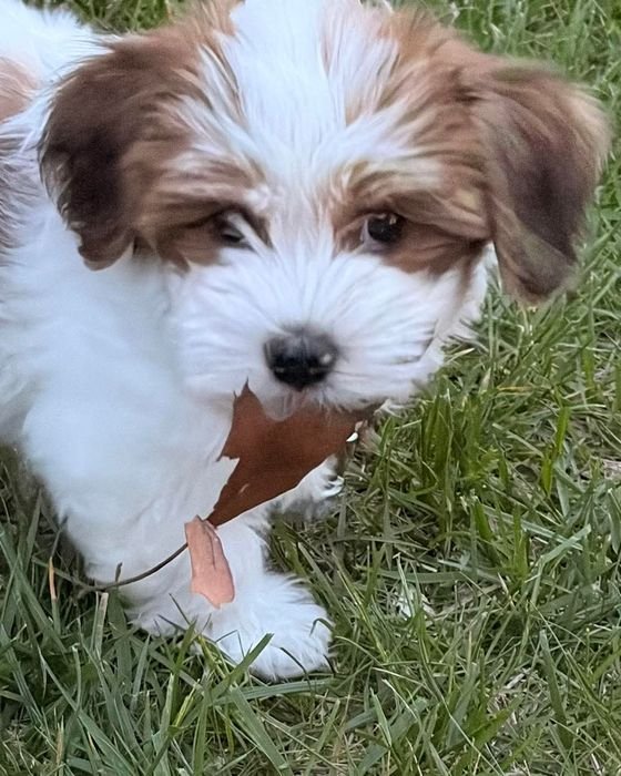 Close-up of Benji on the grass with a leaf in his mouth