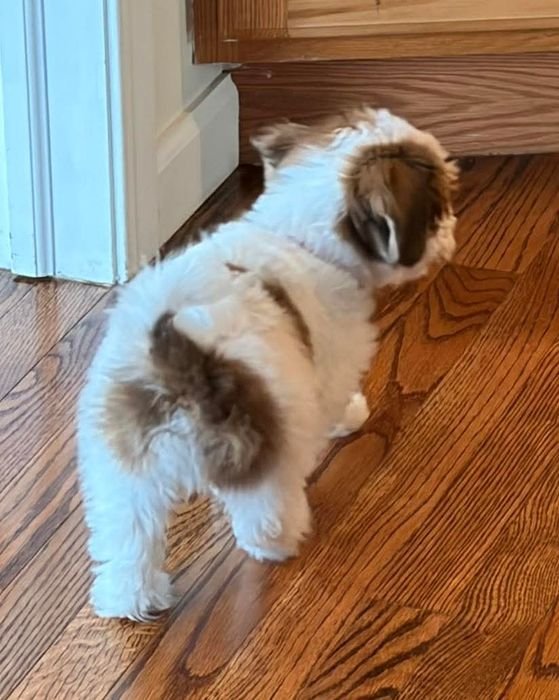 Benji walking across a wooden floor