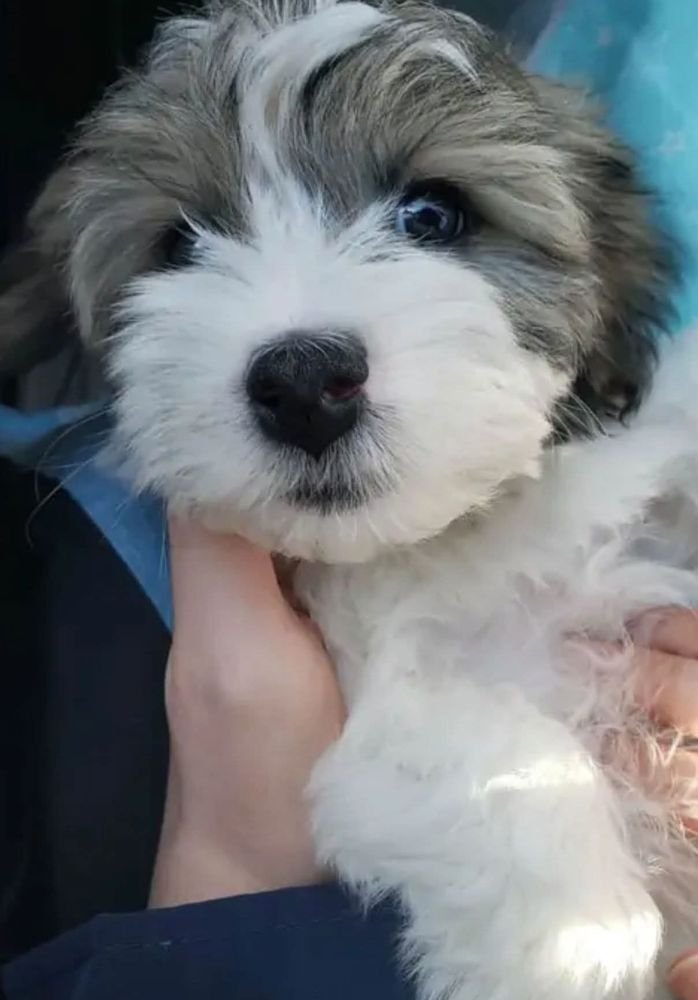 Close-up of a grey-and-white Havanese puppy being held