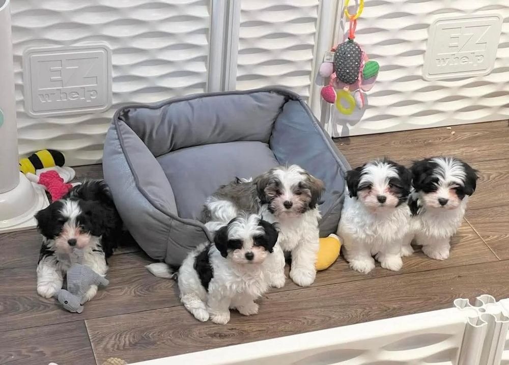 Five black-and-white and tricolor Havanese puppies sitting by a grey dog bed indoors
