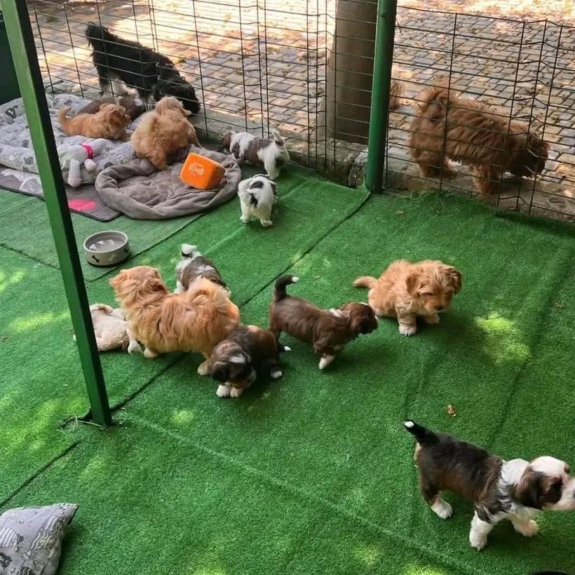 Havanese puppies playing on artificial grass in an outdoor pen, with adult dogs, bedding, toys and a water bowl