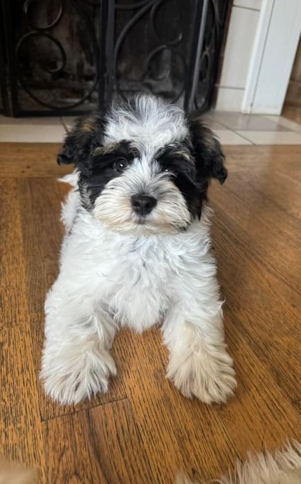 Jackson, a black and white Havanese puppy, sitting on a wooden floor