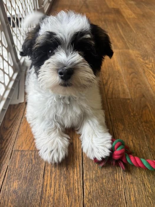 Close-up of Jackson with a rope toy