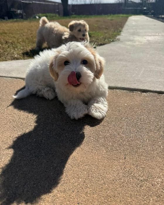 Joy, a cream and apricot Havanese puppy, lying on a sidewalk with her tongue out
