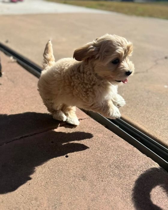 Joy trotting along a sidewalk