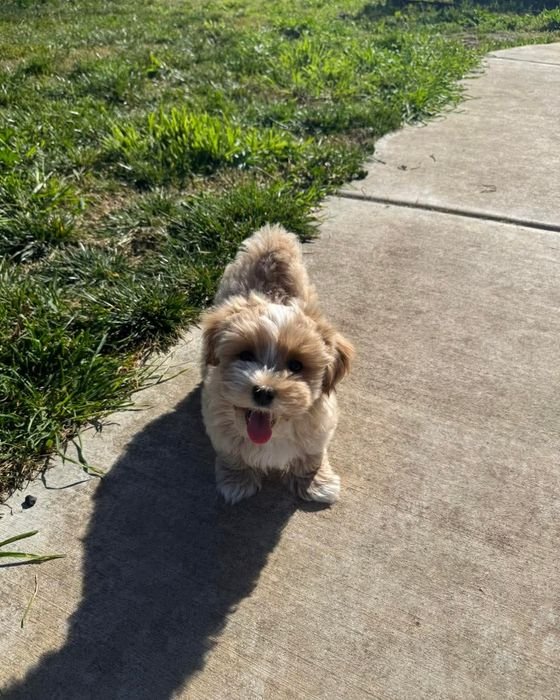 Joy standing on a sidewalk beside the grass