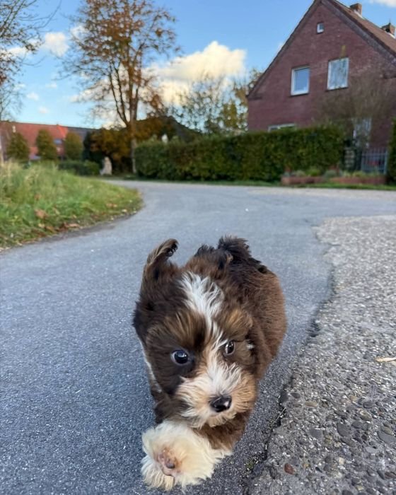 Lewis, a chocolate and white Havanese puppy, running toward the camera