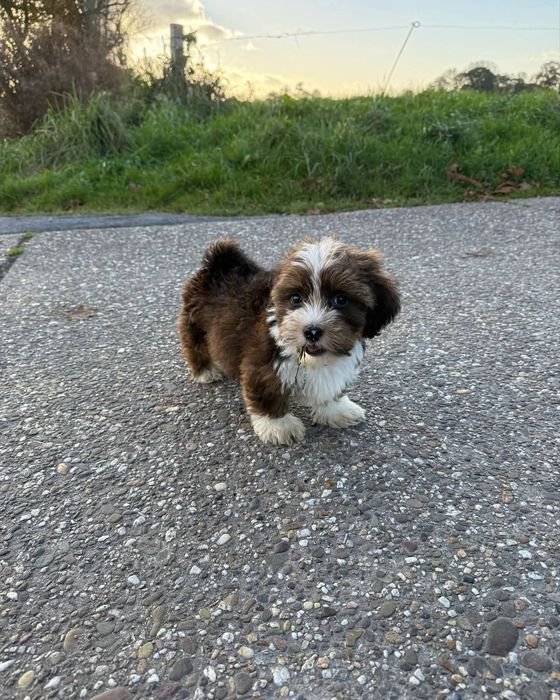 Lewis standing on a paved path