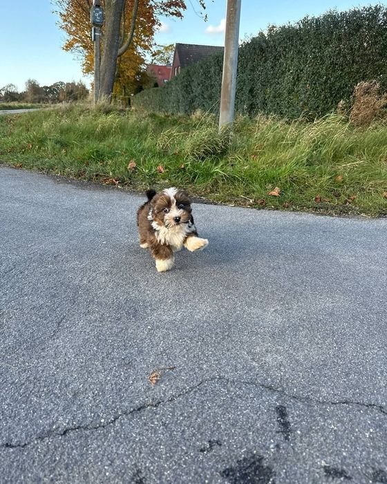 Lewis trotting along a country road