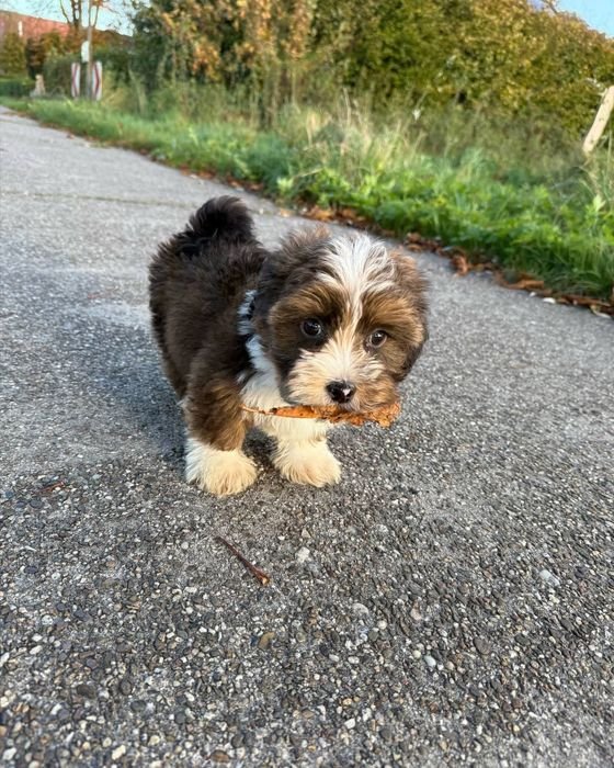 Lewis carrying a stick in his mouth