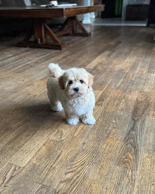 Mandy, a cream and white Havanese puppy, standing on a wooden floor
