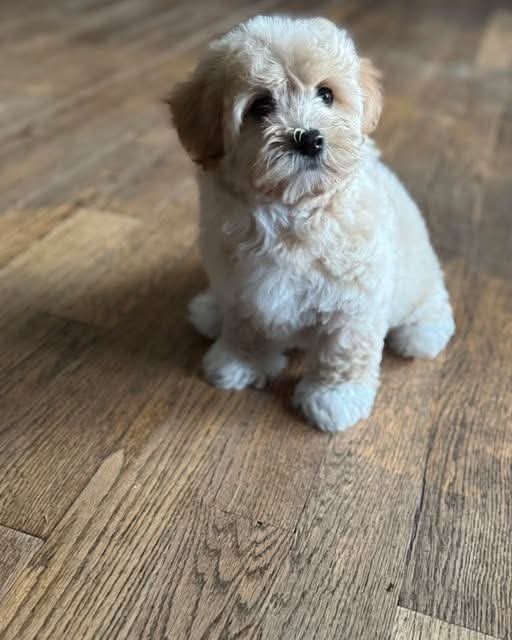 Mandy, one of our 12-week-old Havanese girls