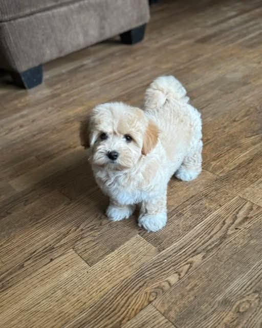 Mandy standing with her fluffy tail up