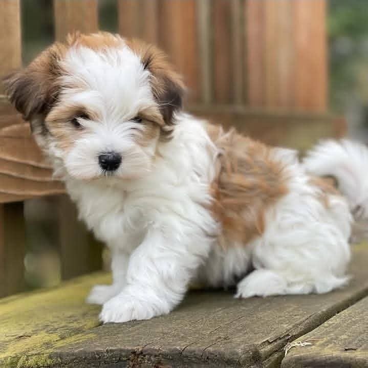 Naomi, a white Havanese puppy with brown patches, standing on a wooden deck