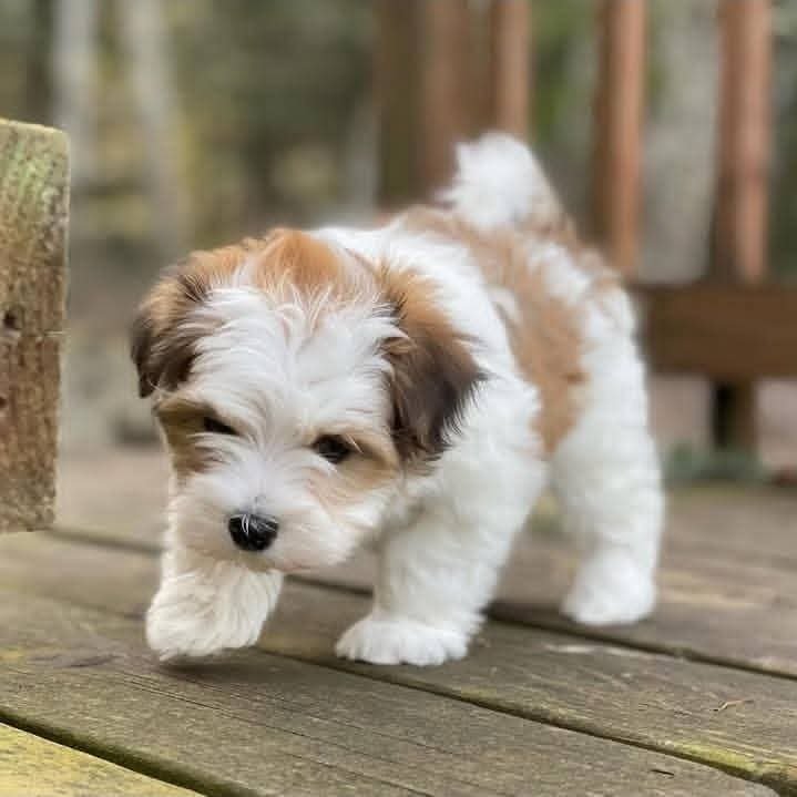 Naomi walking toward the camera on a deck