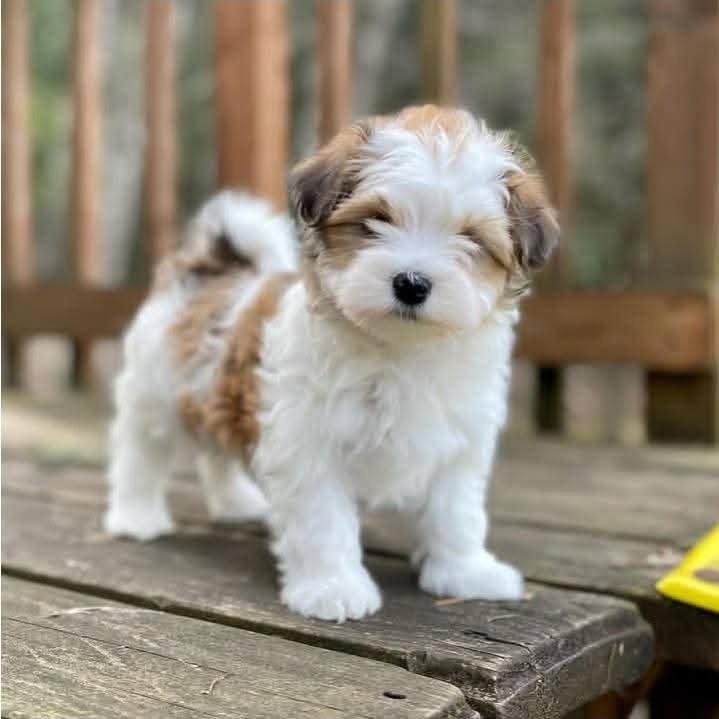 Naomi standing with her fluffy tail up