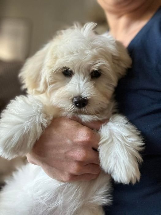 Rene, a cream and white Havanese puppy, being held in someone's arms