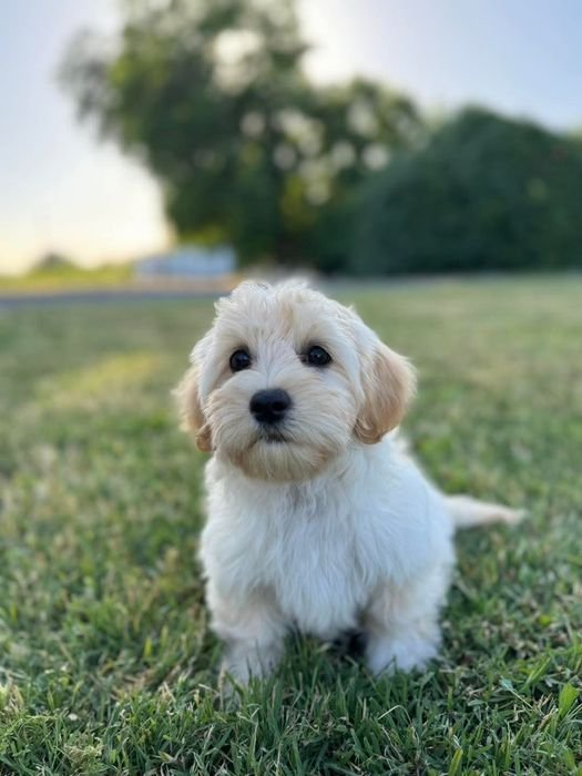 Rene sitting on the grass outdoors