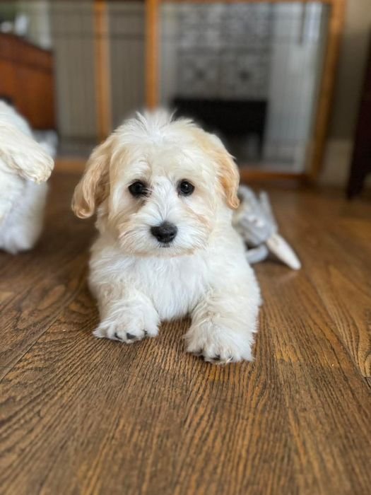 Rene sitting on a wooden floor looking at the camera
