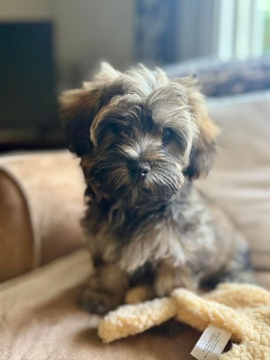 Soni, a sable and tan Havanese puppy, sitting on a couch with a plush toy