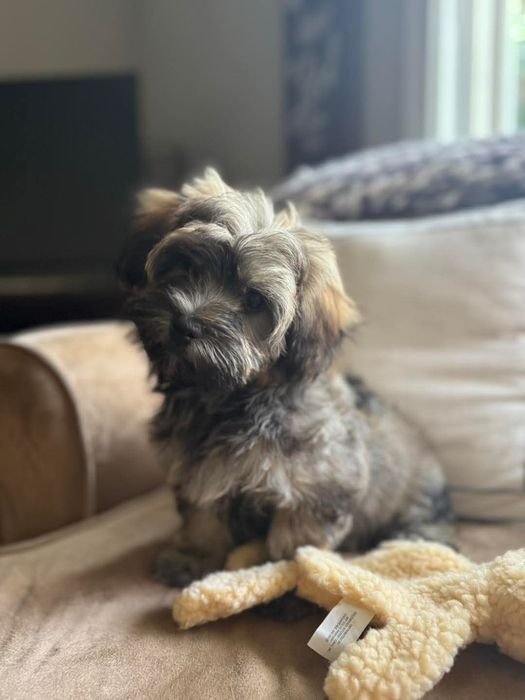 Soni sitting on a couch looking to the side