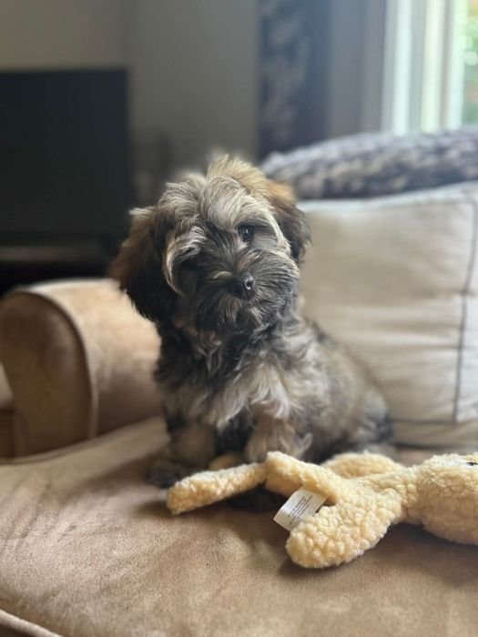 Soni resting her paws on a plush toy