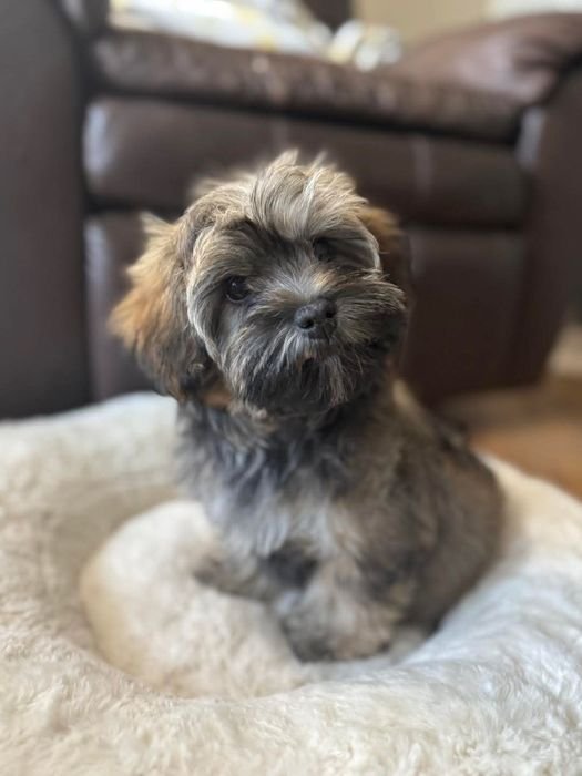 Soni sitting in a fluffy dog bed